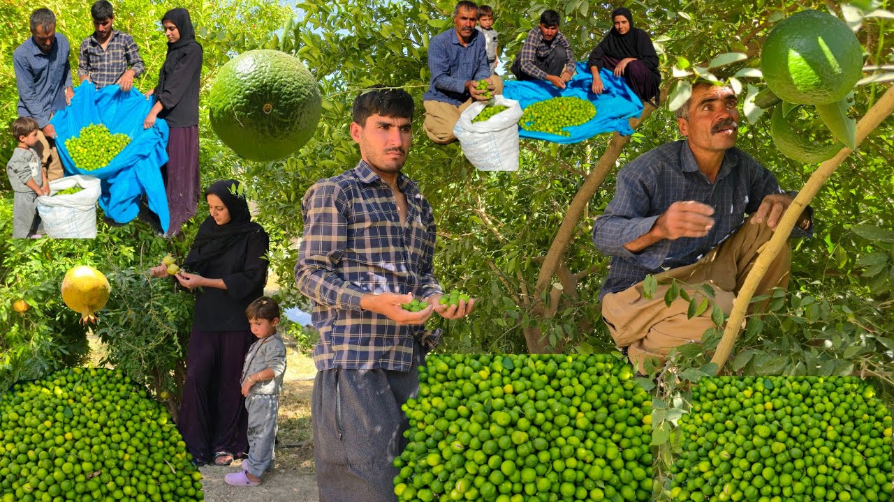 IRAN nomadic life🏞 | Nomadic Family's Trip to the Village🌄 | The Secret of Picking Limes🍇🫒