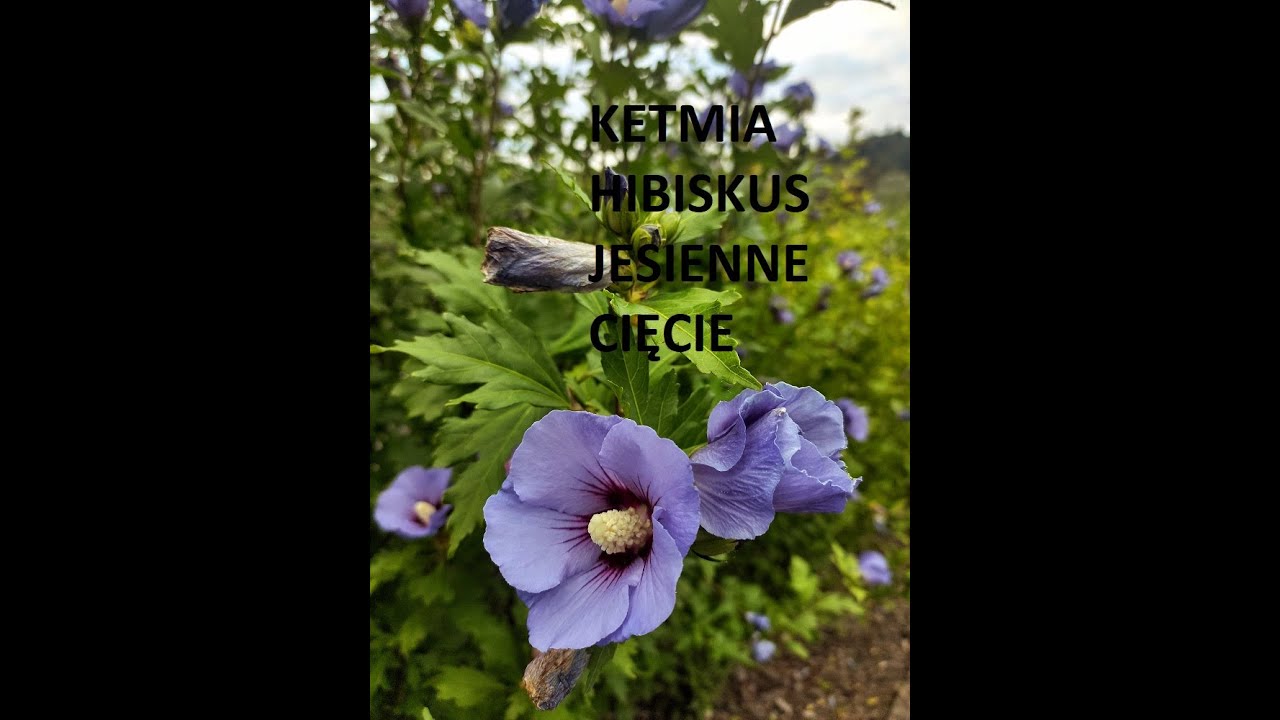 KETMIA HIBISKUS jesienne cięcie pielęgnacja