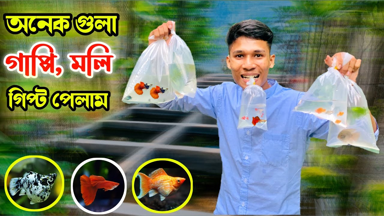 মেলা থেকে অনেক গুলা গাপ্পি ,মলি এবং অনেক মাছের খাবার গিপ্ট পেলাম || 🐠🐠 #snaquarist #showrav 