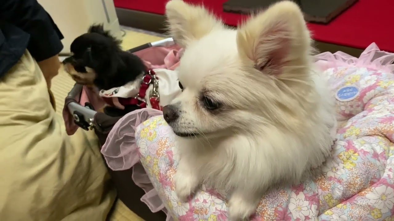 はらぺこシスターズの旅。初ドッグラン＆初うなぎ🐶✨