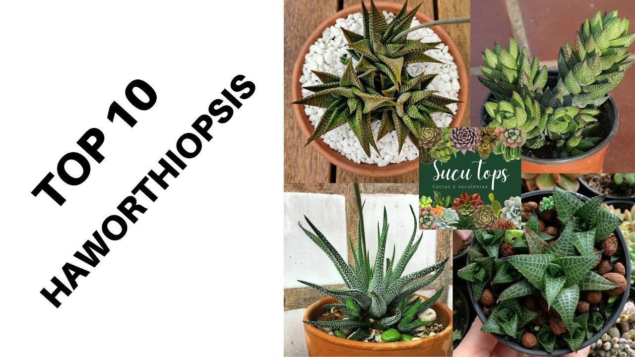 TOP 10 HAWORTHIOPSIS
