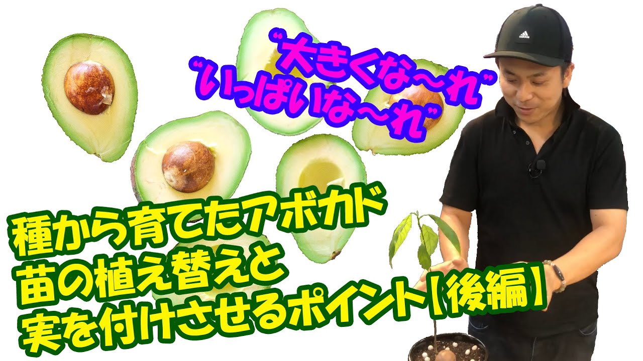 【簡単・低コスト】アボカド水耕栽培＆土耕栽培からの植え替えと収穫までのポイント[後編]　～How to grow avocado～