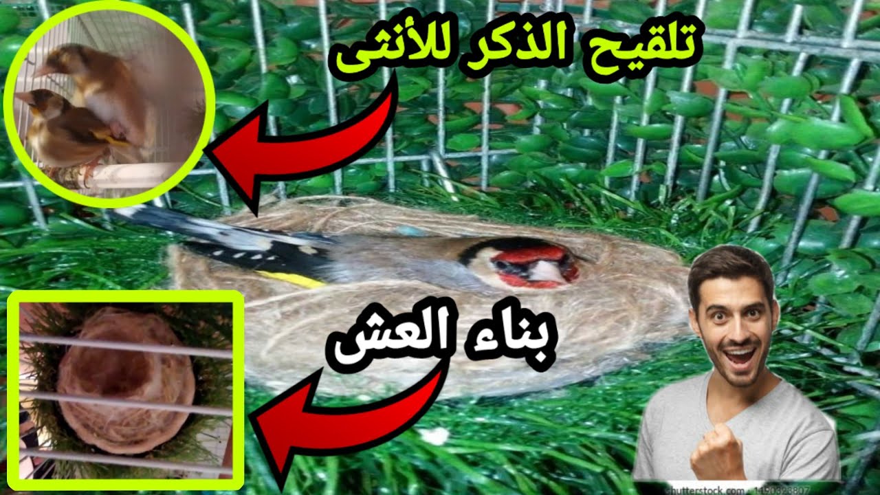 أهم المراحل التي يمر منها زوج الحسون من القبول إلى التزاوج وجمع العش ووضع البيض