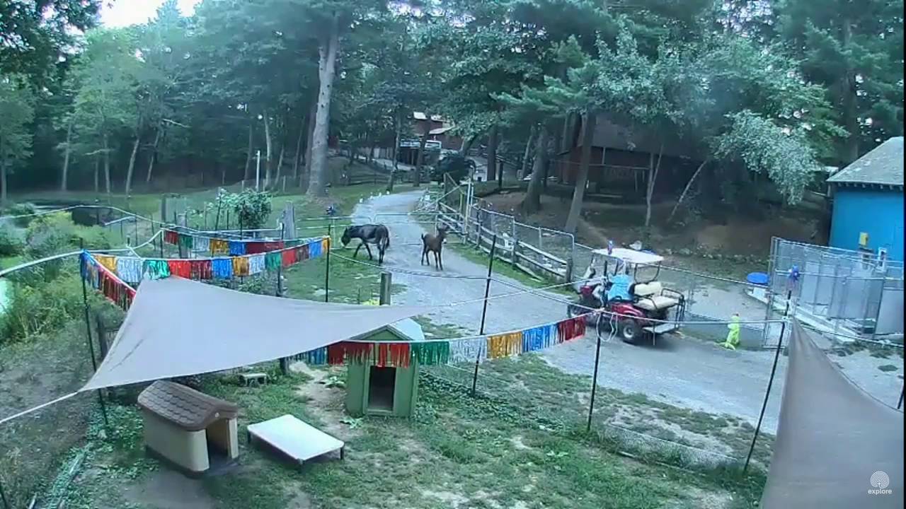 Great Escape Donkeys: Intervention Carlene