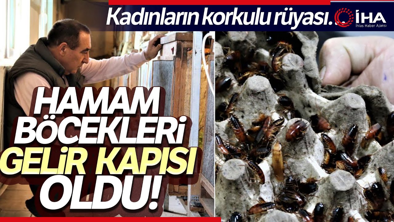 10 Metrekare Alanda Hamam Böceği, Kurt ve Çekirge Üretiyor