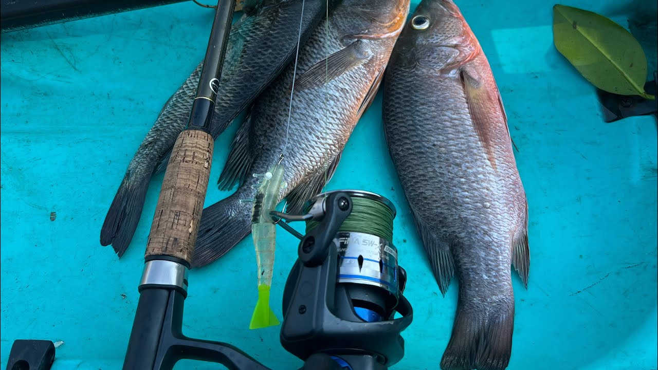 Pesca en manglar con kayak!!