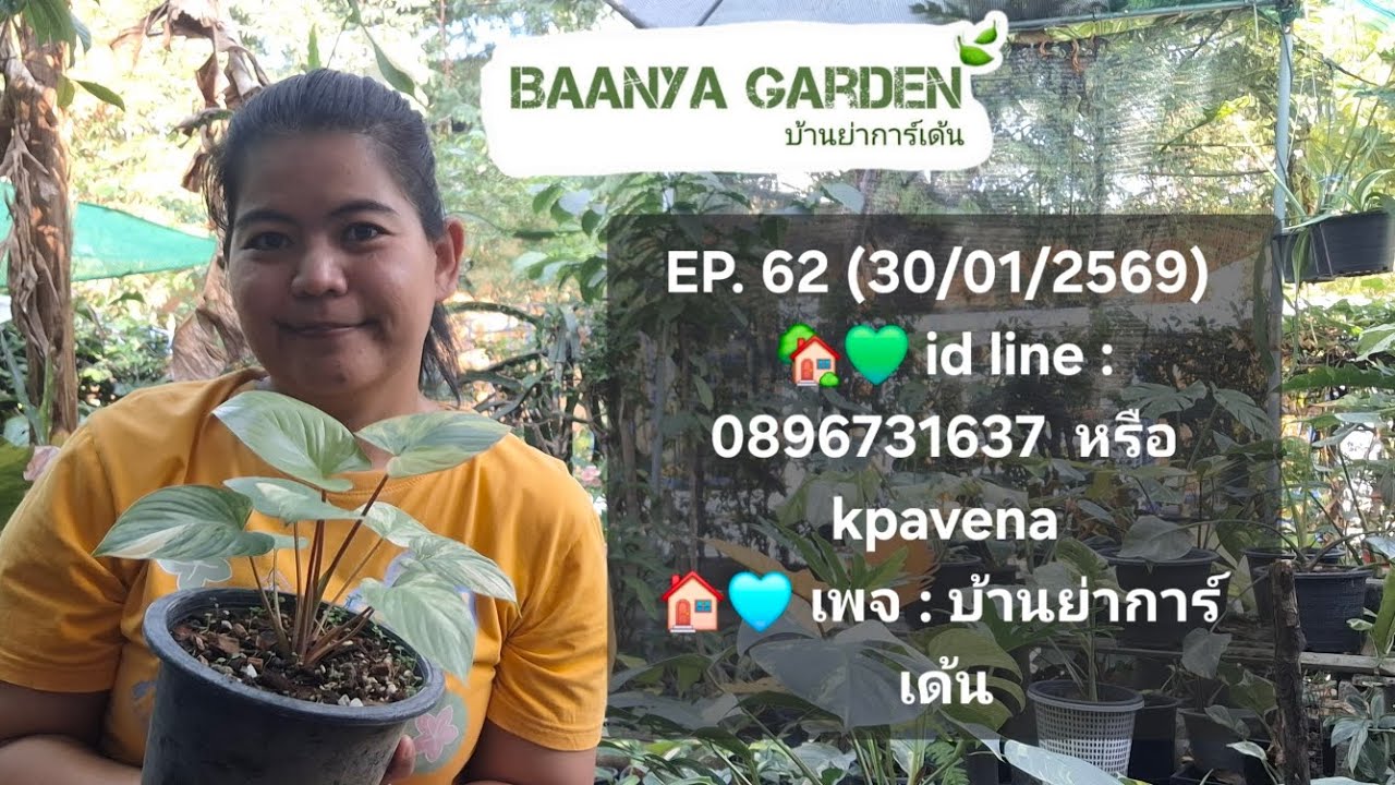 EP. 62 (30/01/2569) id line : 0896731637 ค่าจัดส่งเหมาๆ 100 บาท บุษราคัม กวักมรกต มอน ฟิโล ไม้ด่าง 