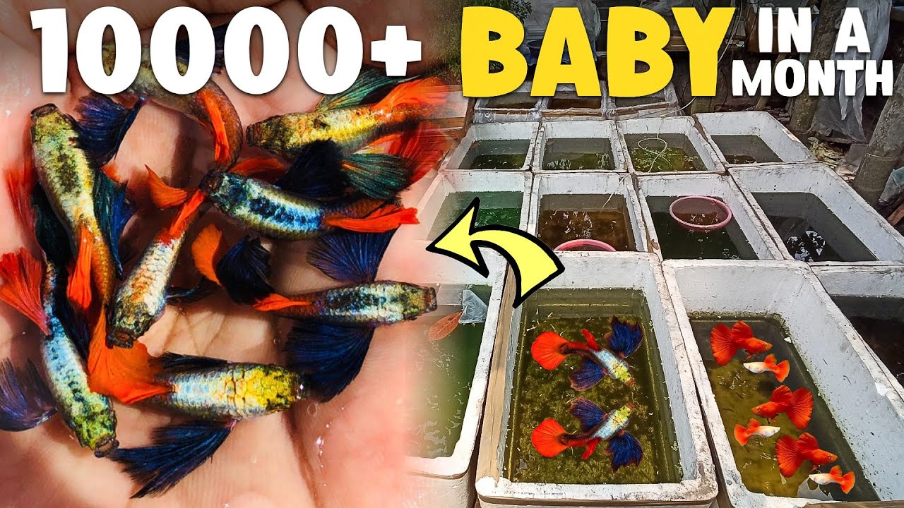 My New Guppy Breeding Setup | Easy & Fastest Way to Breed Guppies at Home