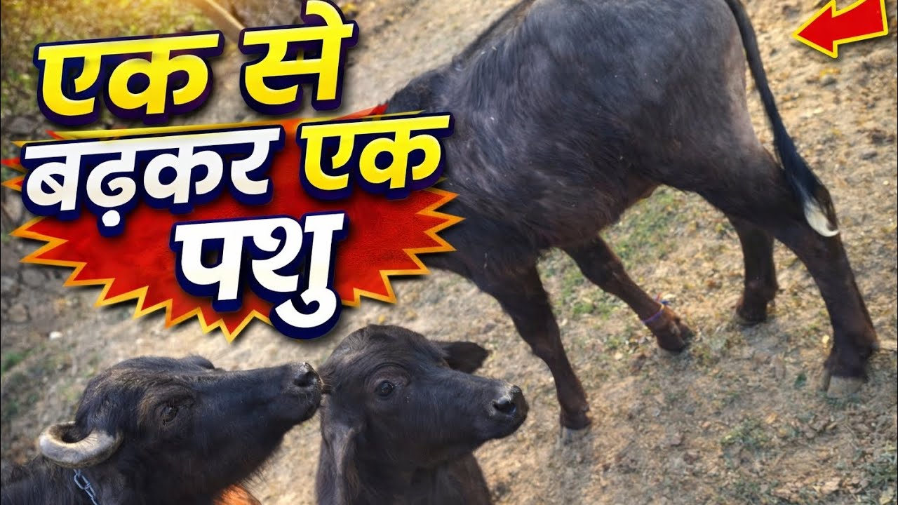 एक से बढ़कर एक पशु विराट Bull 🐂