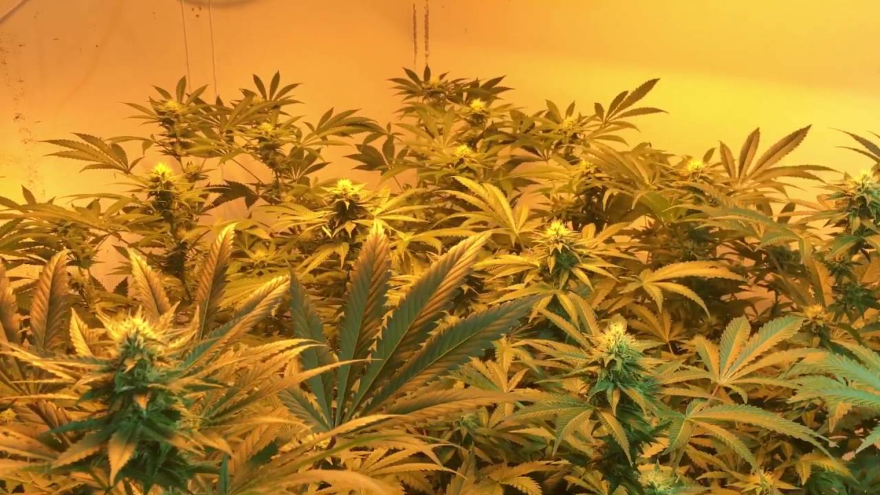 Indoor Cannabis Grow OceanGrown Seeds B-Witched LovePotion 99 and WizardsPotion end of week 3 update