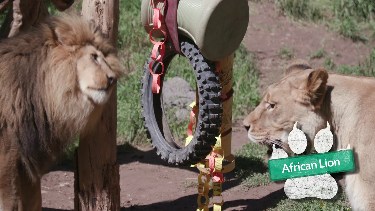 Lion Enrichment - Idaho Falls Zoo