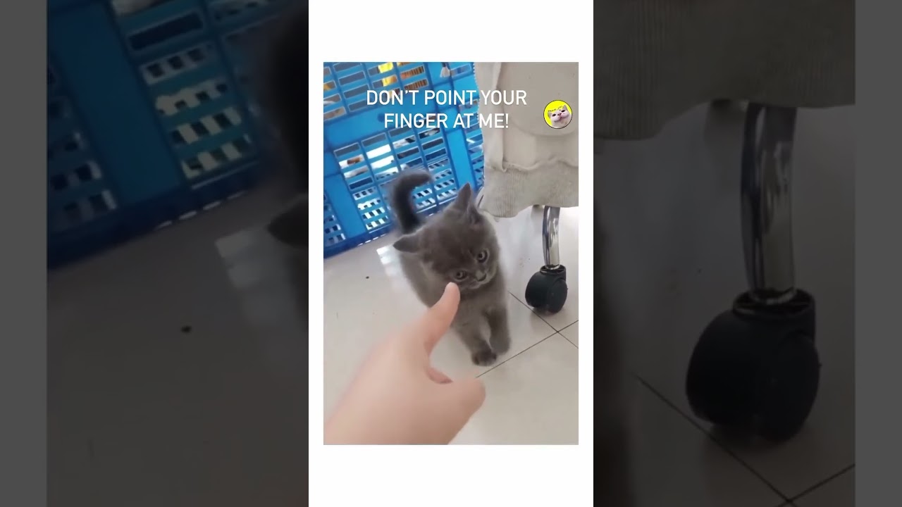 Cute Funny Cat Reaction Viral Video #funnyvideo #trending #funny #funnybaby #coolpeachy #catlover