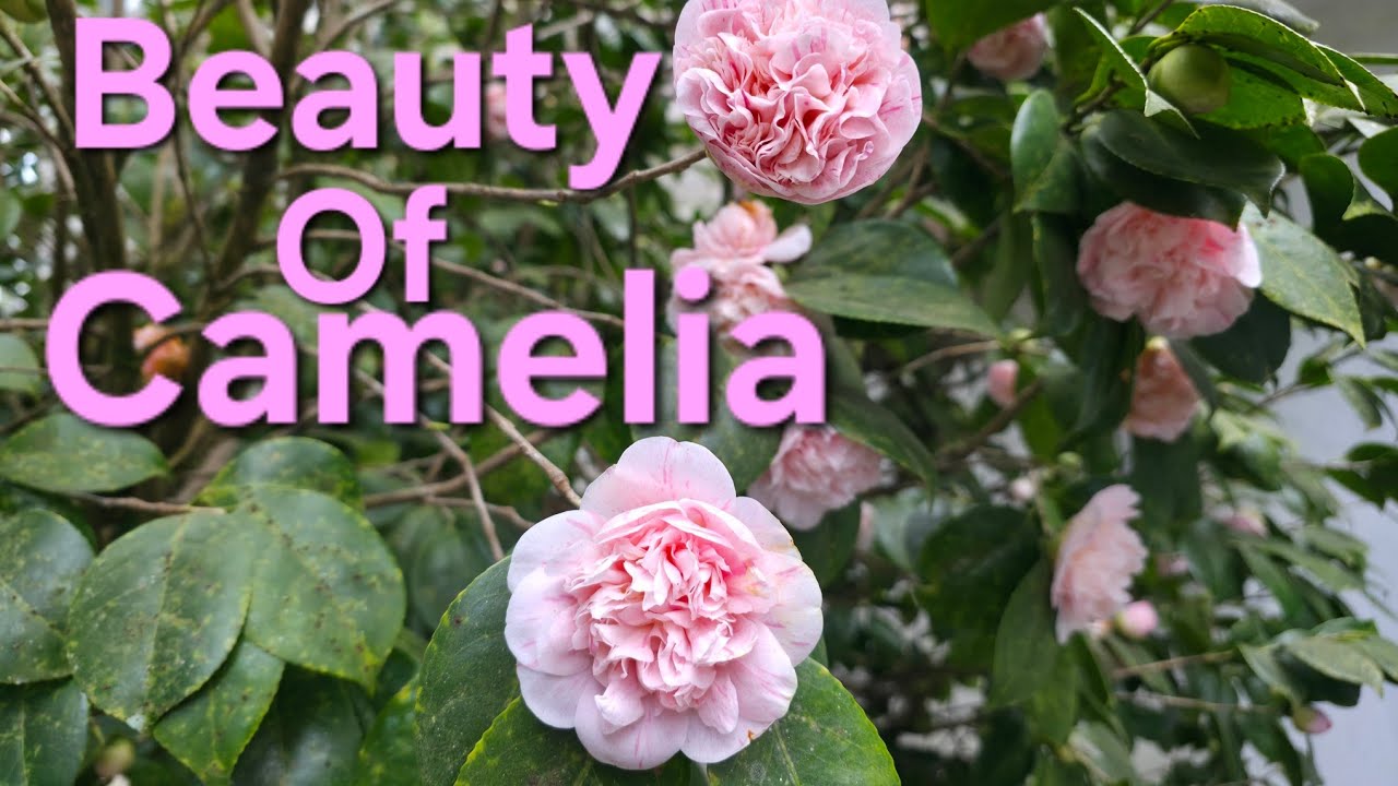 Beauty of  Camelia ||Camelia Flower|| @SubMomThita 