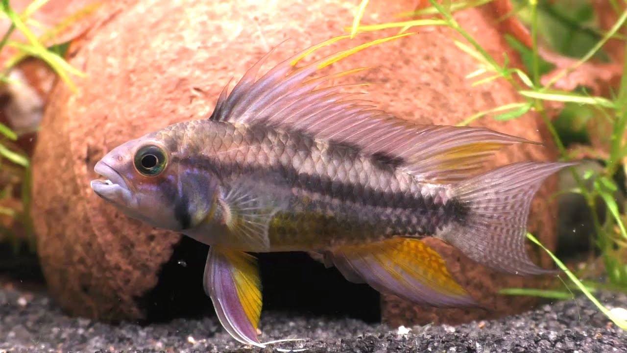 The Apistogramma Diaries (Chapter 5) Tank Setup, Anatomy and Preparing To Breed