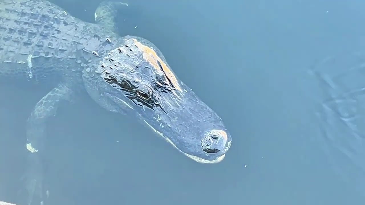 Epic Everglades Fishing Trip 2026 🐊