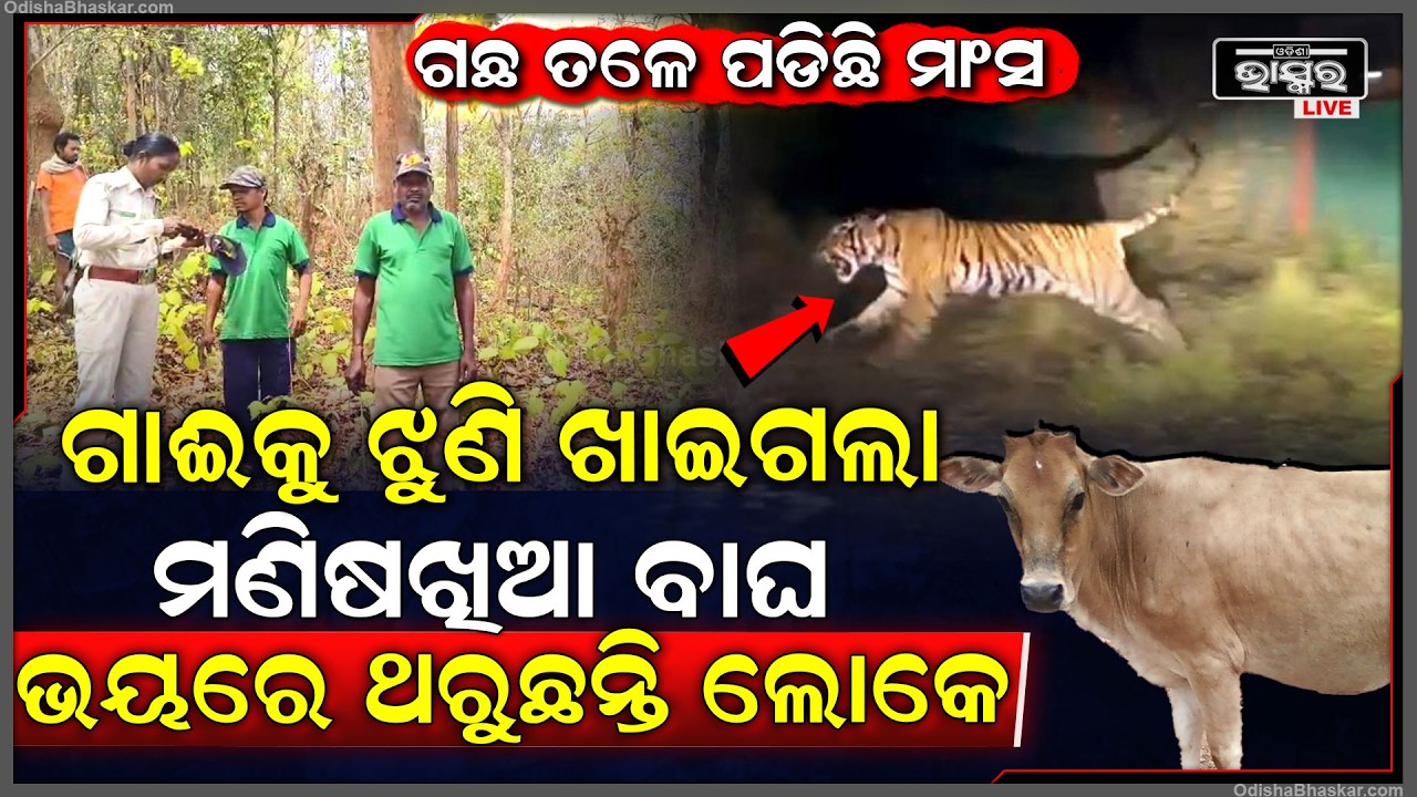 ଗାଈକୁ ଖାଇଗଲା ମଣିଷଖିଆ ବାଘ...ଗଛ ତଳେ ପଡିଛି ପୁଳା ପୁଳା ମାଂସ...ଭୟରେ ଥରୁଛନ୍ତି ଲୋକେ