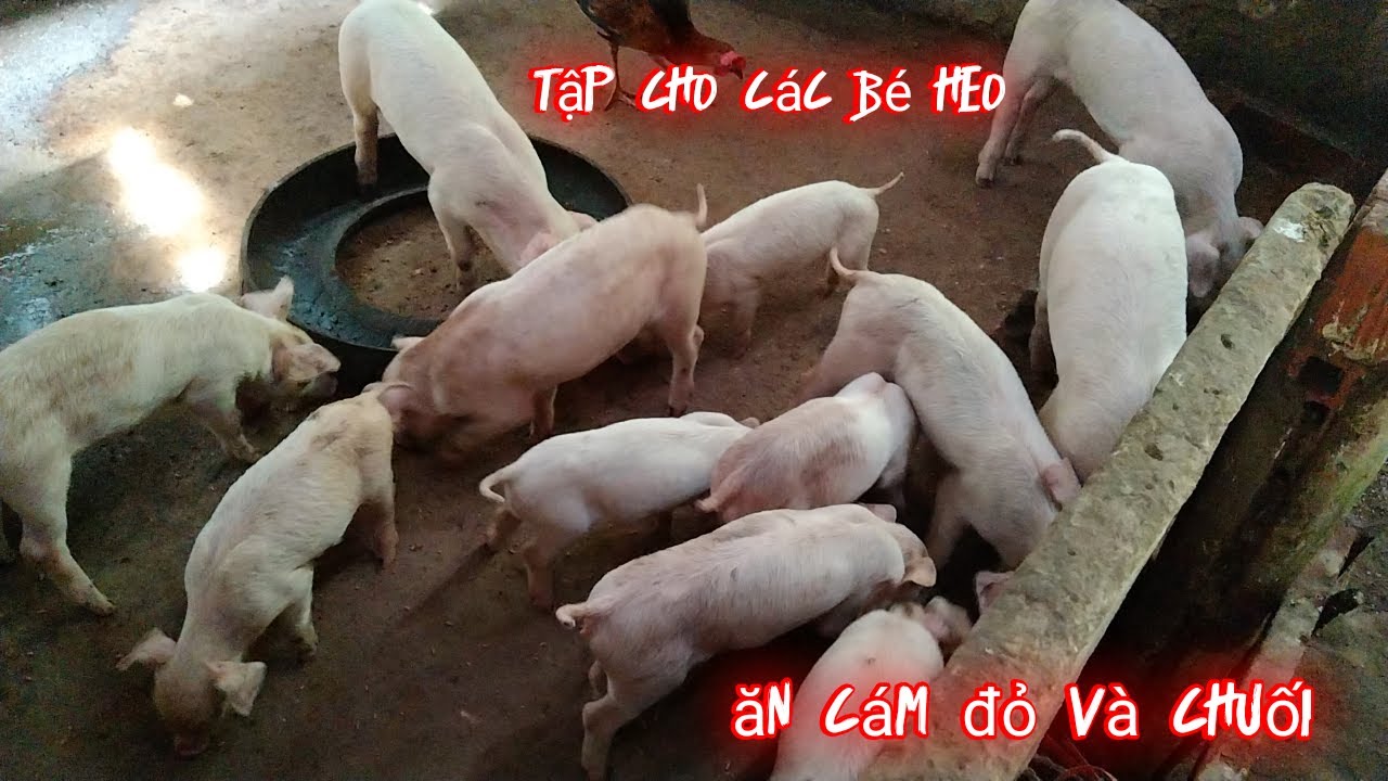 TÁCH HEO CON VÀ TẬP CHO CÁC BÉ ĂN CÁM ĐỎ , CHUỐI SỐNG ĐỂ NGĂN NGỪA TIÊU CHẢY|KIM THOA FAMILY