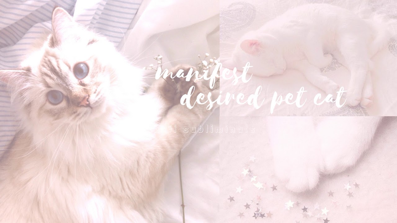 —❝manifest desired pet cat❞ ♡ subliminal - candii ♡