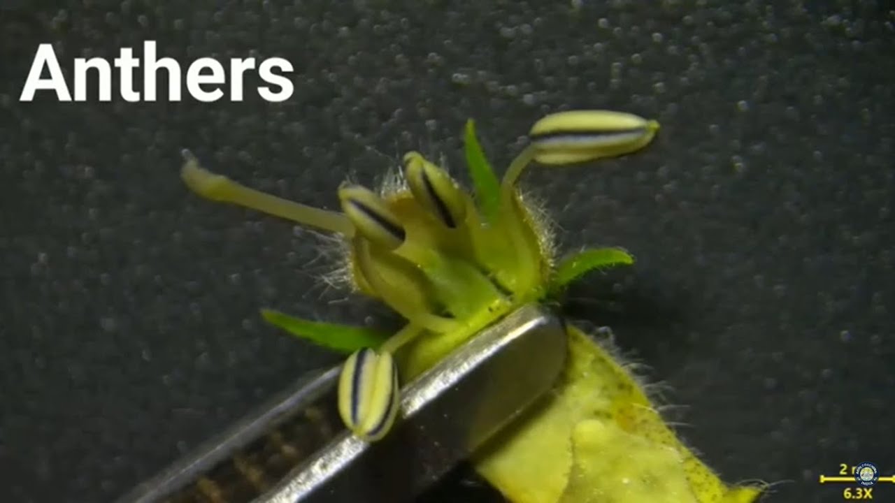Sesame Anthers and Stigma | सूक्षमदर्शी में कैसे दिखते है तिल के पुंकेसर & वर्तिकाग्र