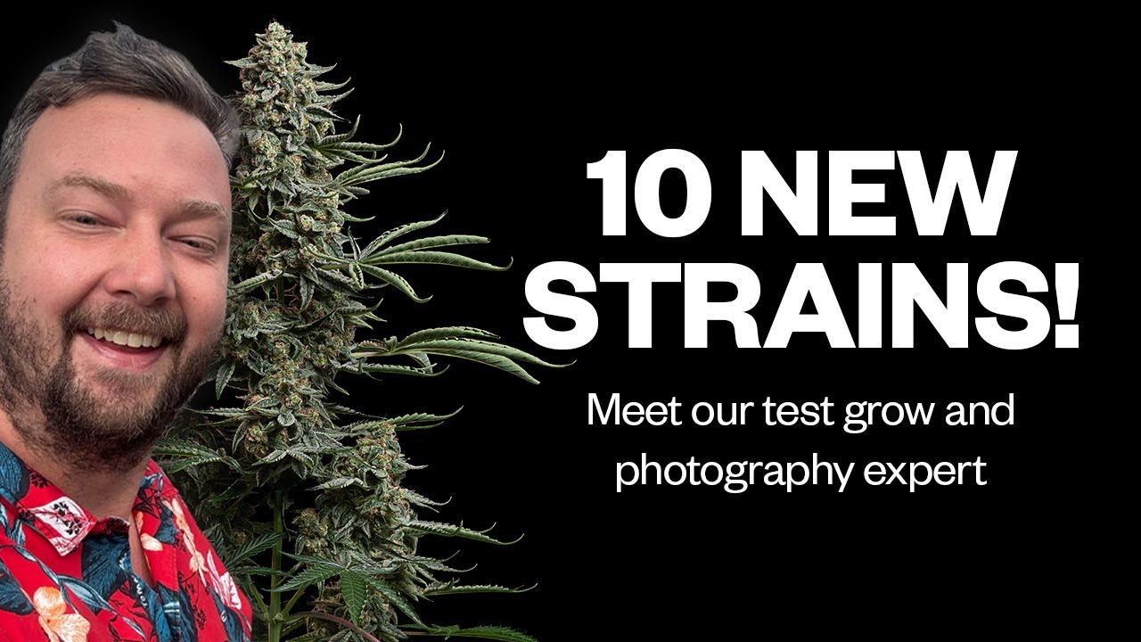 From Seed to Launch | A Deep Dive into the 2025 Seedsman Strain Release