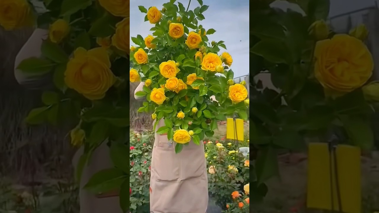 Beautiful yellow rose flowers plants in the garden (29/9)
