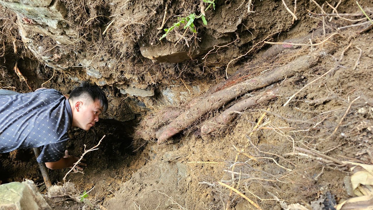 Trieu Kha went into the forest to harvest valuable wild potatoes to sell and improve his life.