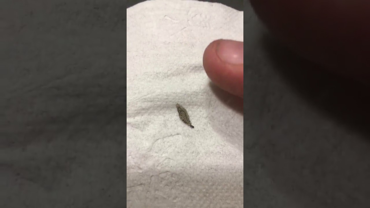 Case Making Clothes Moth Eggs