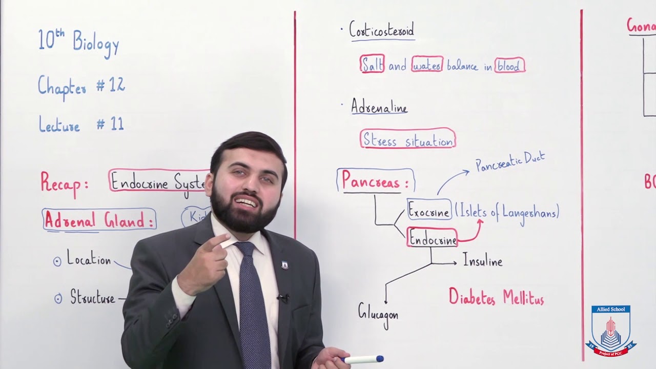 Class 10 - Biology - Chapter 12 - Lecture 11 Endocrine System (Part 2) - Allied Schools