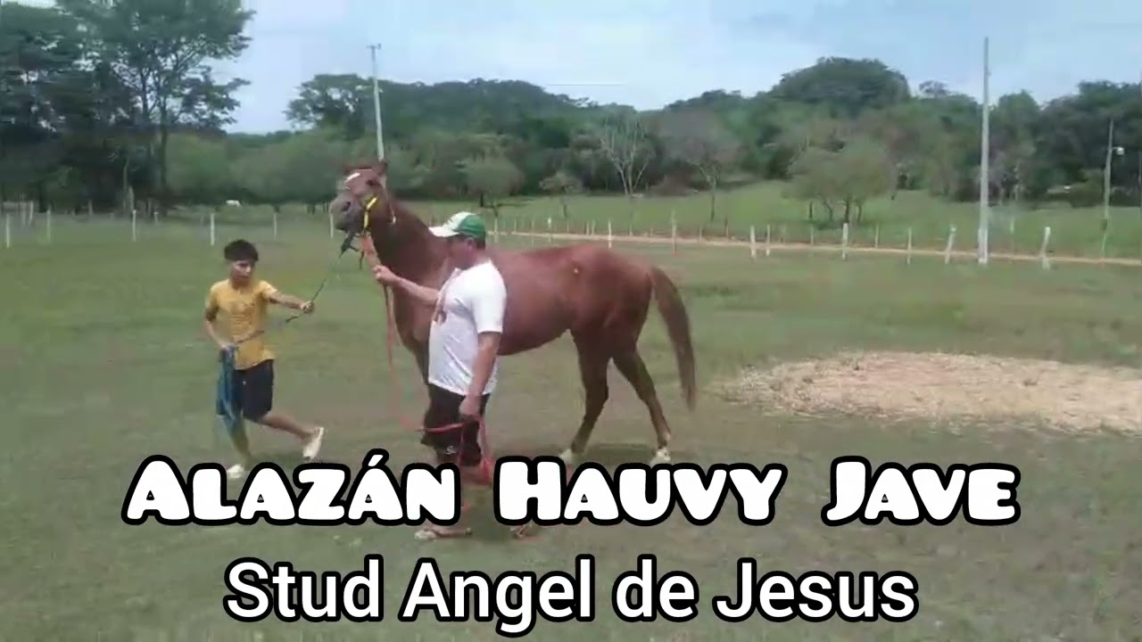 PRESENTACION - GRAN DESAFIO HAUVY JAVE - HIPODROMO HAUVY JAVE POTRERO ARCE - 07/03/26