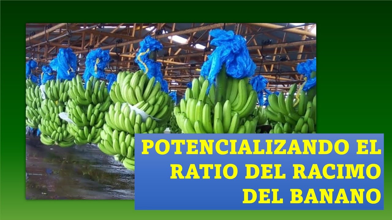 Potencializando el ratio del racimo del banano
