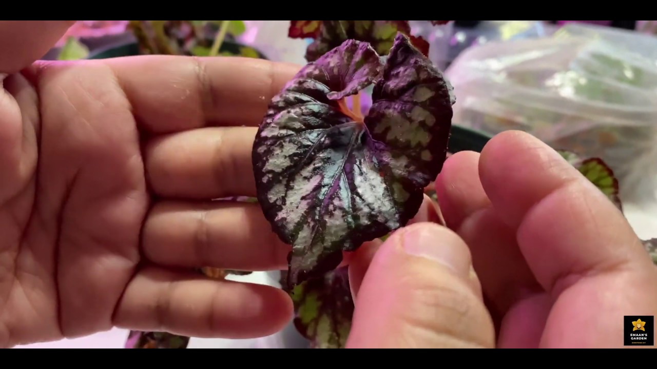 Incredible Way Propagating Rex Begonias From Single Leaf That You Would Like To Try Again