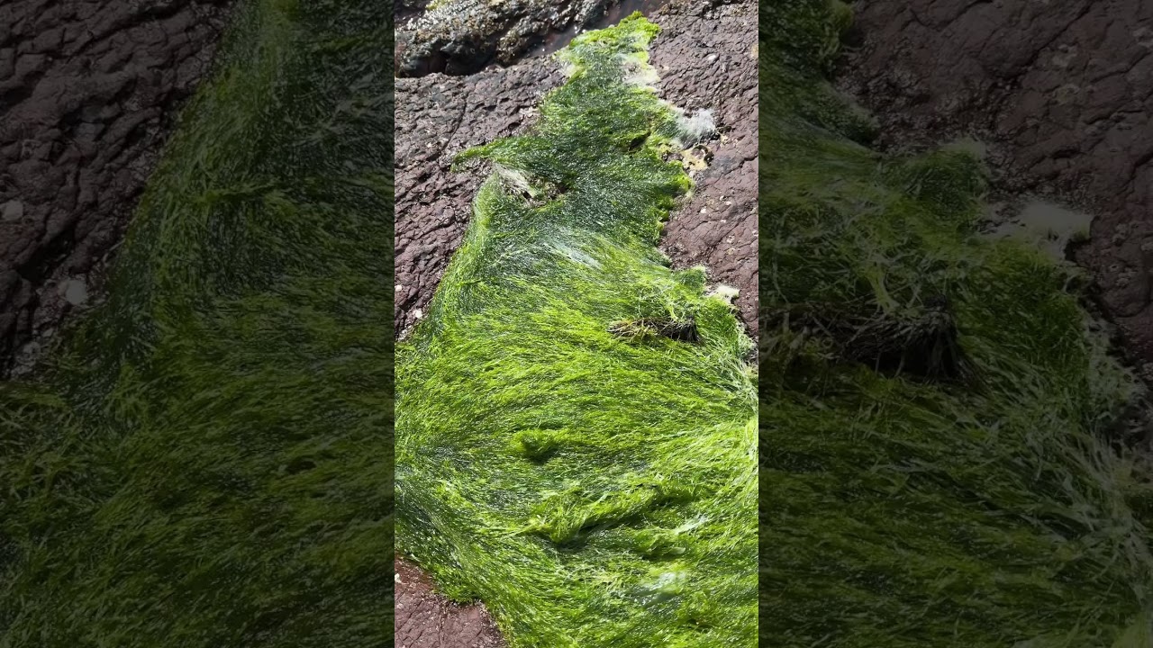 Green laver ( sea lettuces ) on the rocks