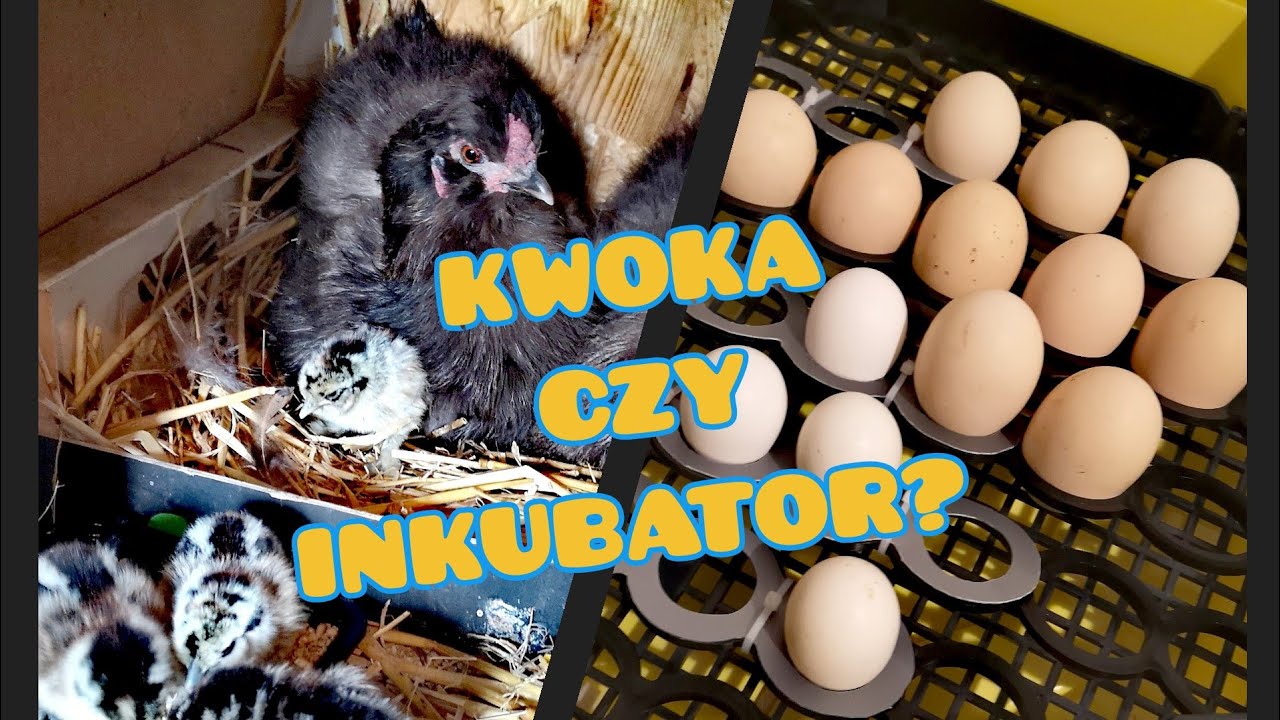 Vlog - Hodowla Kur 🐓 Kwoka czy Inkubator? 🐔🥚