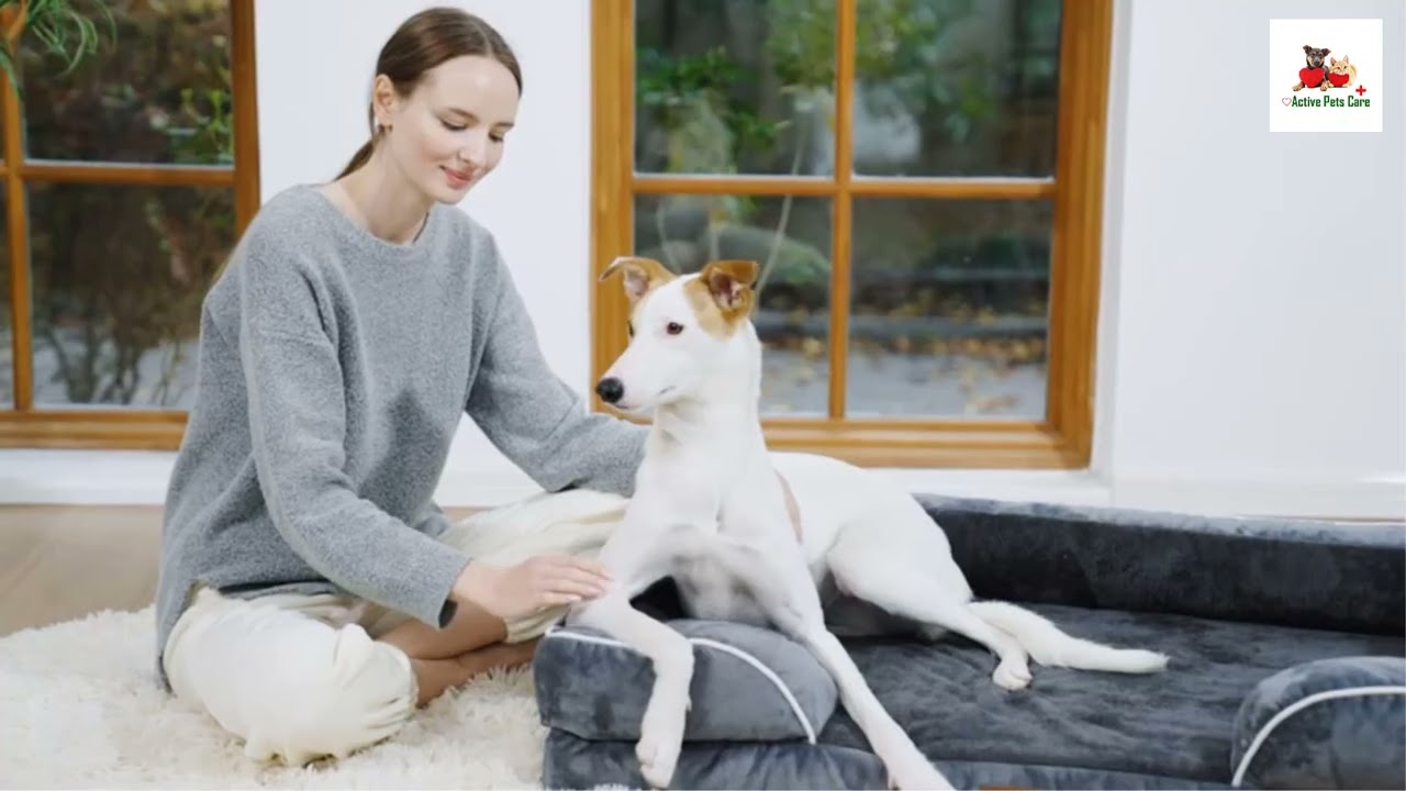Comfort Expression Waterproof Orthopedic Foam Bed for Extra Large Dogs || Best Pet Bed