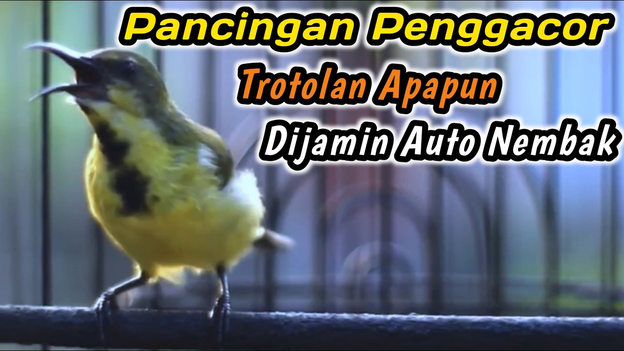 CUIT CUIT CERRR PANCINGAN PENGGACOR PALING COCOK UNTUK SEMUA SOGON‼️HITUNGAN DETIK LANGSUNG GACORDOR