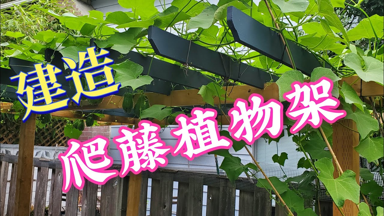 搭建佛手瓜架/葡萄架/豆角架的過程方法和費用