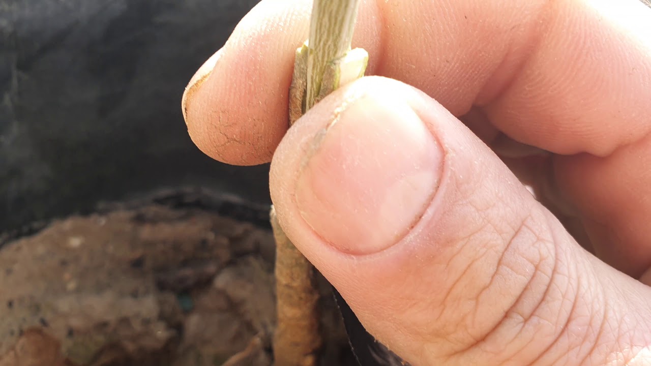 طريقة تركيب  الزيتون بالقلم.م باسل  ابراهيم  grafting