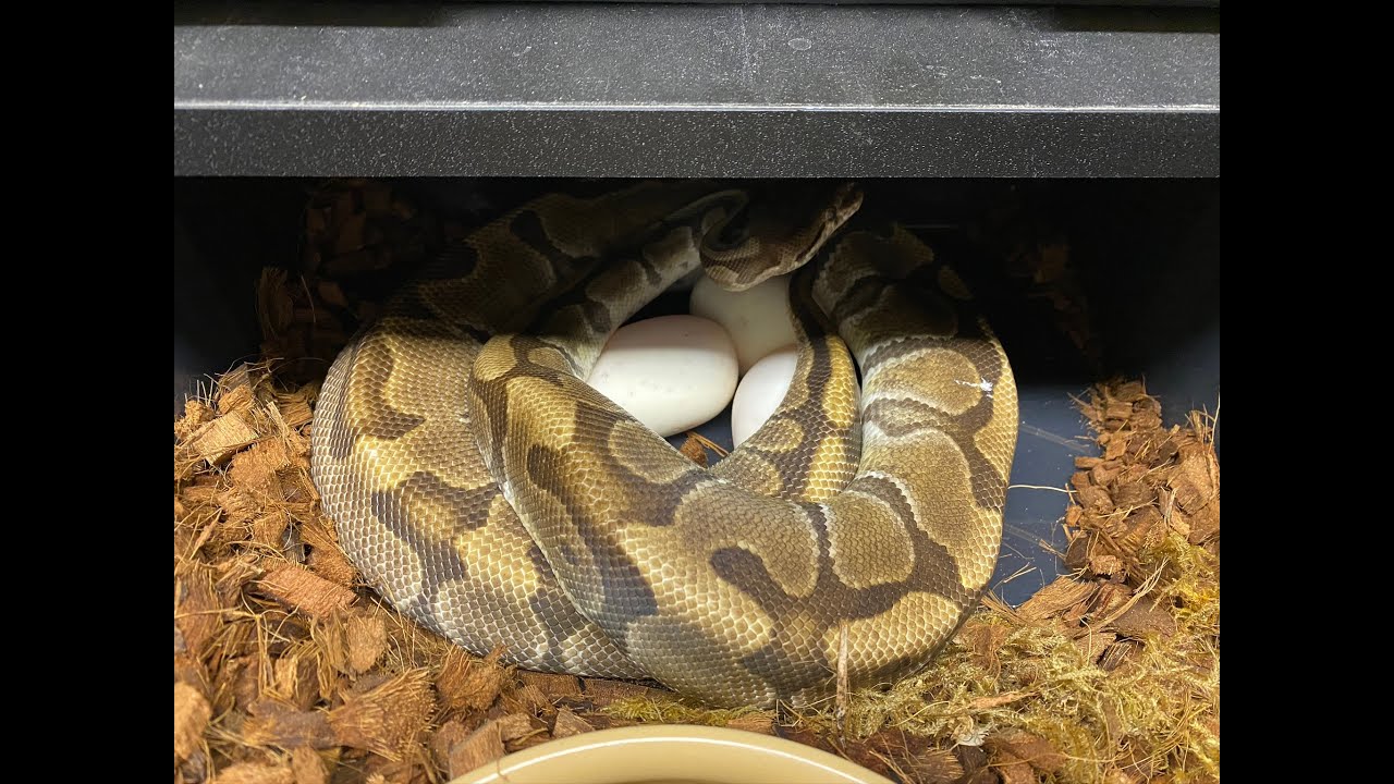 1st ever Maternal incubation
