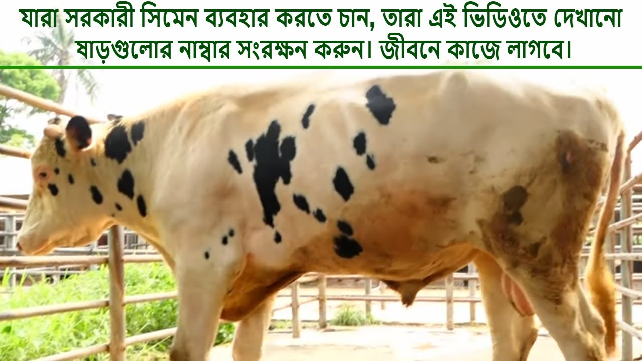সবচেয়ে বেশি দুধের রেকর্ড সম্পন্ন সরকারী সিমেন বুলগুলোর সাথে পরিচিত হোন | Savar dairy farm