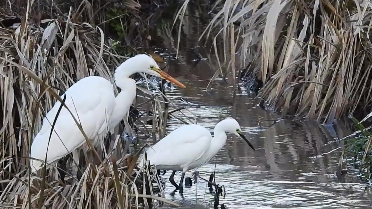 Quiet Moments with a Great Egret by the Stream