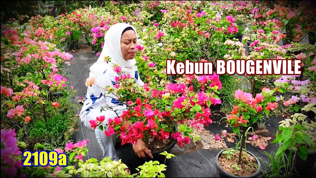 Jual Bunga Bougenvile super Menor di Sawah