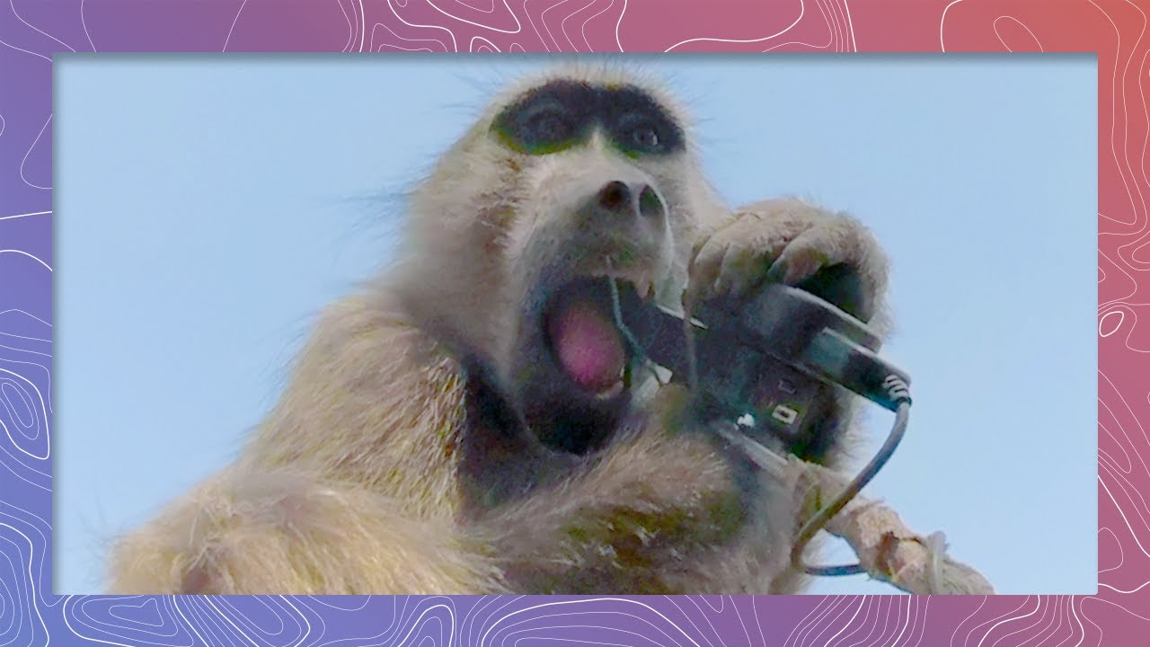 Baboon &ldquo;IT Support&rdquo; Destroys GoPro Camera