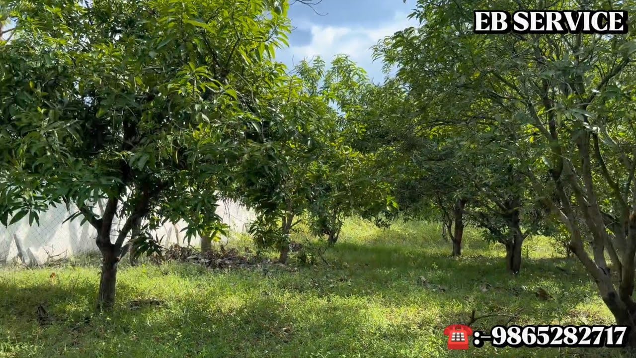 ID 1566🌴15 Lakhs Ecr Mango Farmland for Sale chennai🌴Mahabalipuram Resort🏝Smart Town🏖College🏡Mr.Ashi