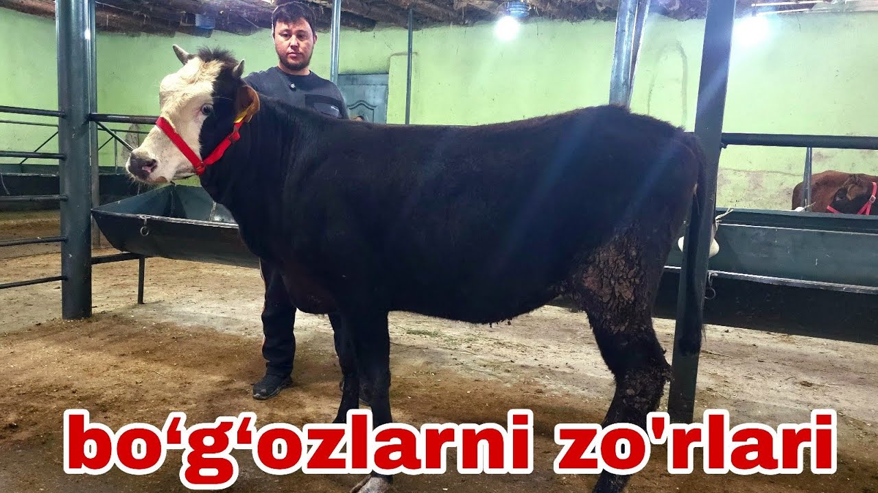 Xalq arzonchisi Shamshodjonga yangi partiya yosh va bo‘g‘oz g'unajinlar.17-mart, 2026