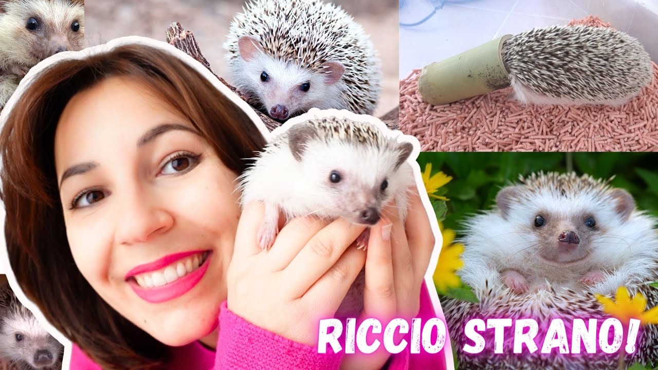 COSE STRANE CHE FA IL MIO RICCIO! *curiosità riccio africano*