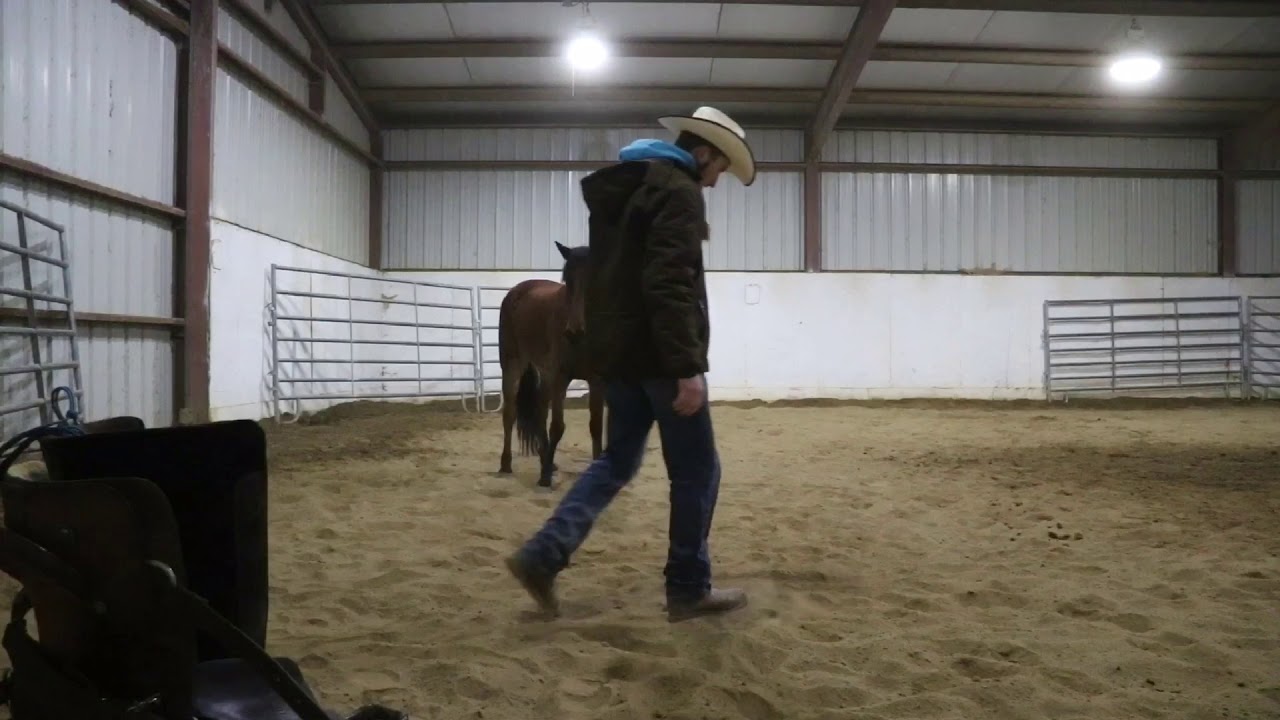 End of First Week Training Wild Horse || Extreme Mustang Makeover 2018 || Aiden Kramer