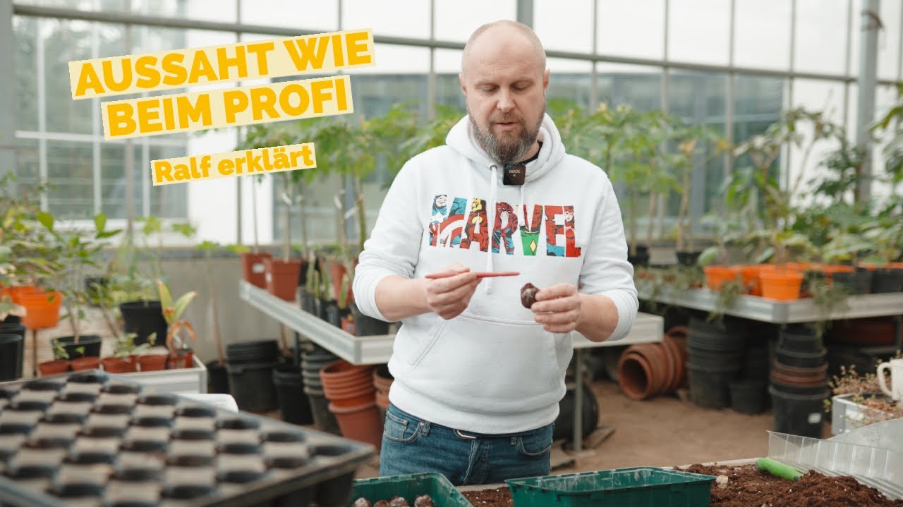 AUSSAAT-TIPPS - Papaya und Co. einfach aussäen! #diyplanters #tropicalhouse #pflanzenpflege