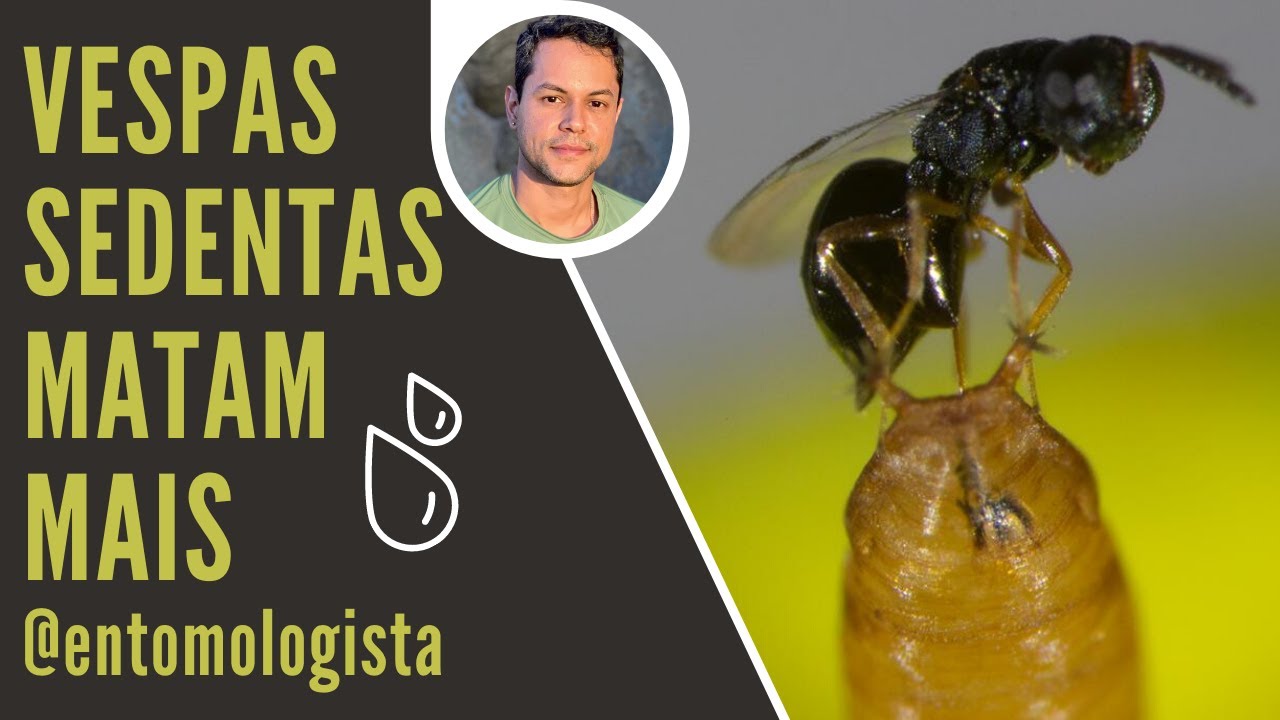 VESPAS SEDENTAS (Pachycrepoideus vindemmiae) MATAM MAIS PUPAS DE PRAGA (Drosophila suzukii)
