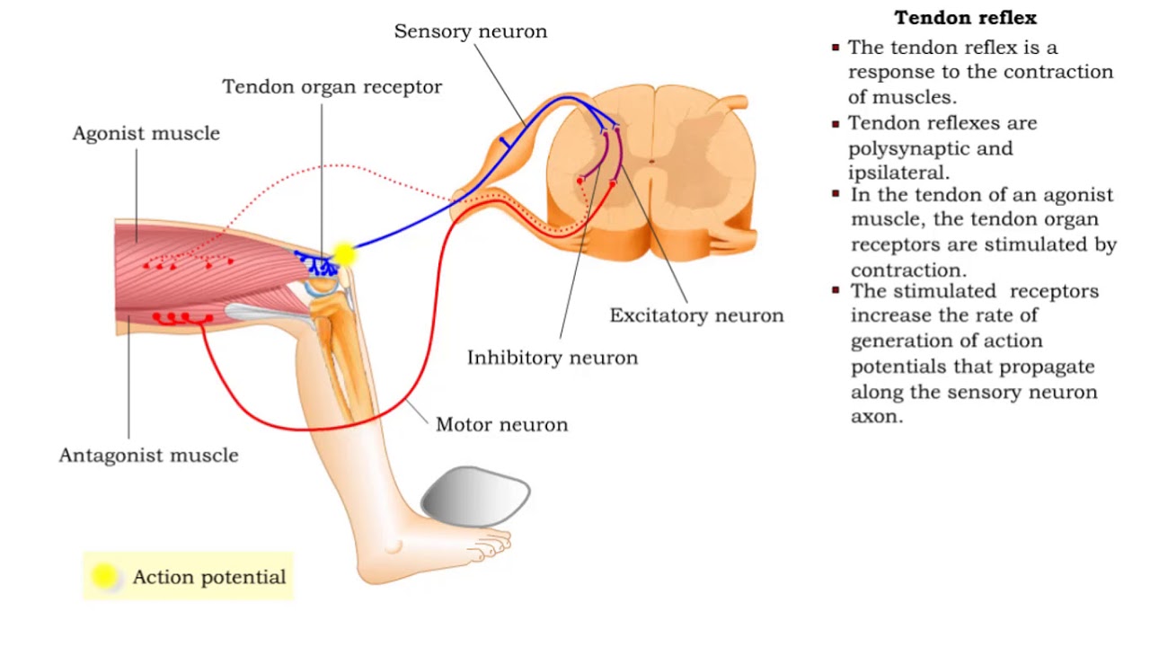 Stretch reflex & Tendon reflex