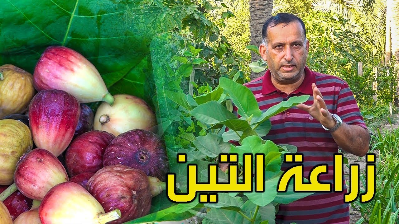 زراعة التين و أنواعه How to grow figs
